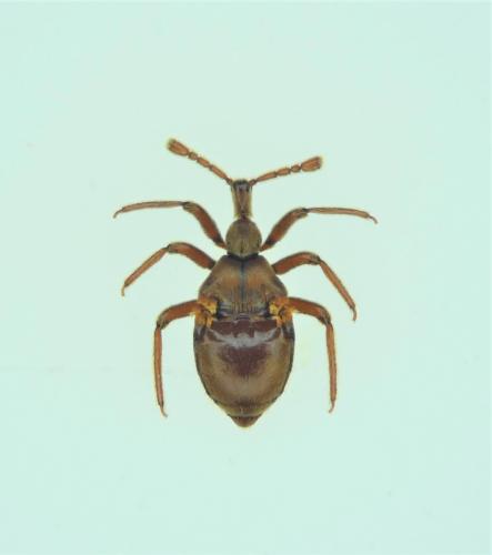 Réf. 248 372 : Claviger longicornis
